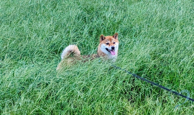 草むらの中にいる犬