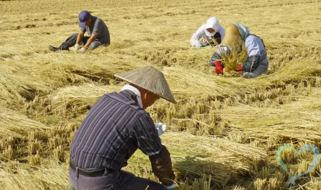 農作業をしている人たち